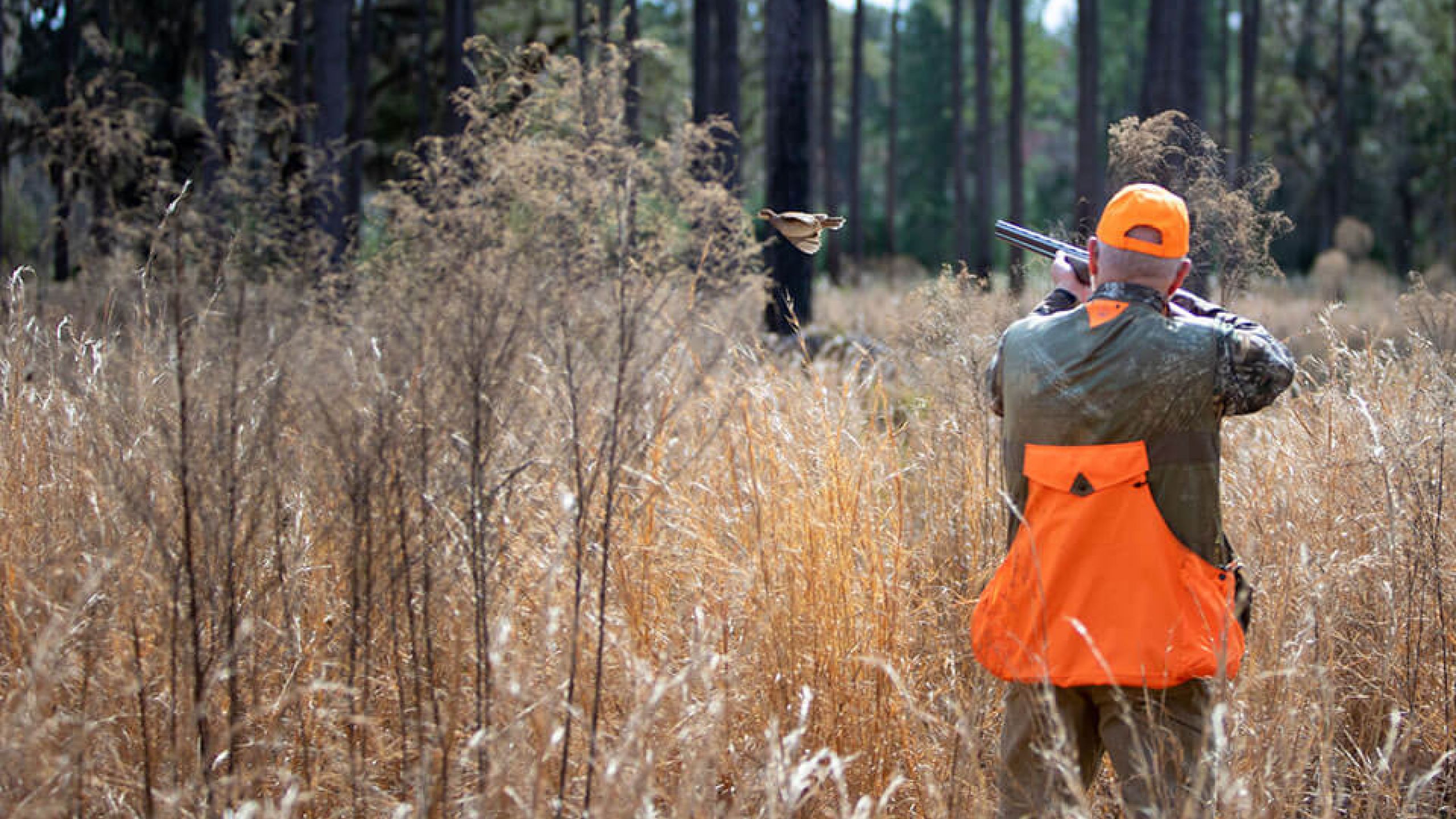 Dorchester Shooting Preserve