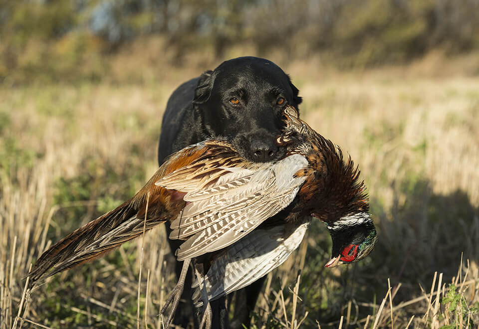 A Hunting Dog With A Rooster Pheasant
