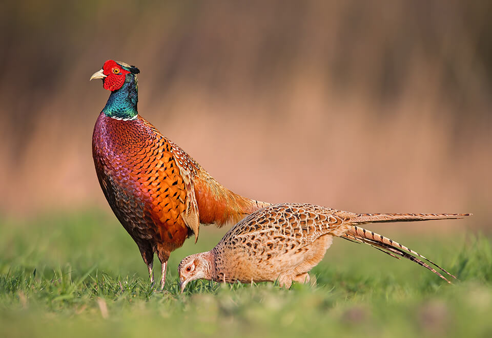 Male Common Pheasants, Phasianus Colchicus, Displaying In Front