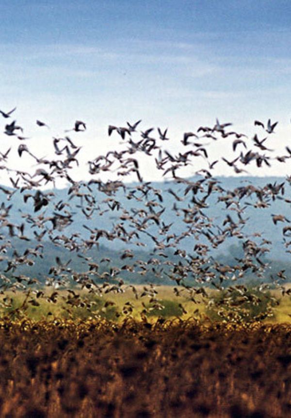 Hunting in Argentina