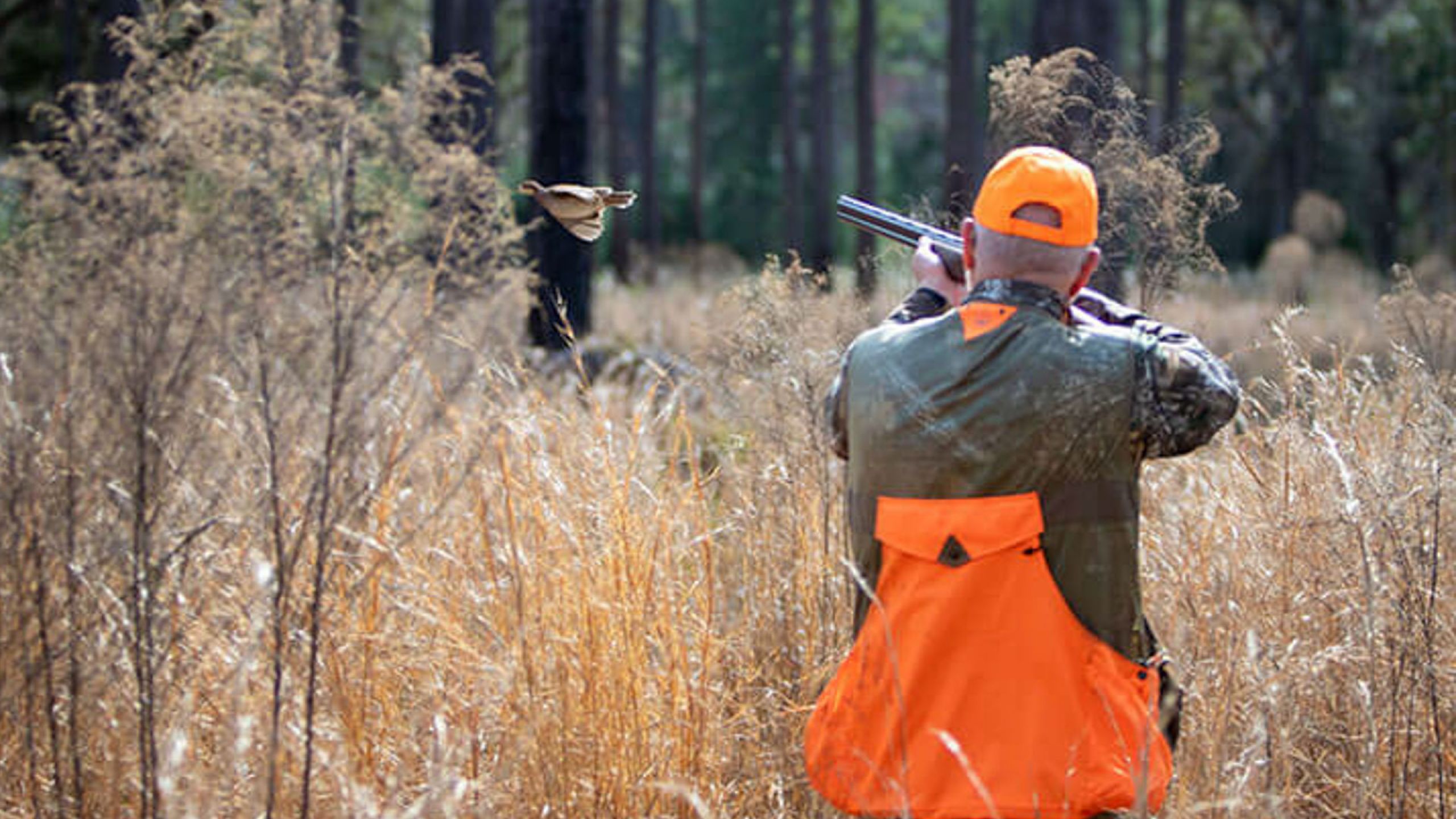 Quail hunting at Dorchester Shooting Preserve