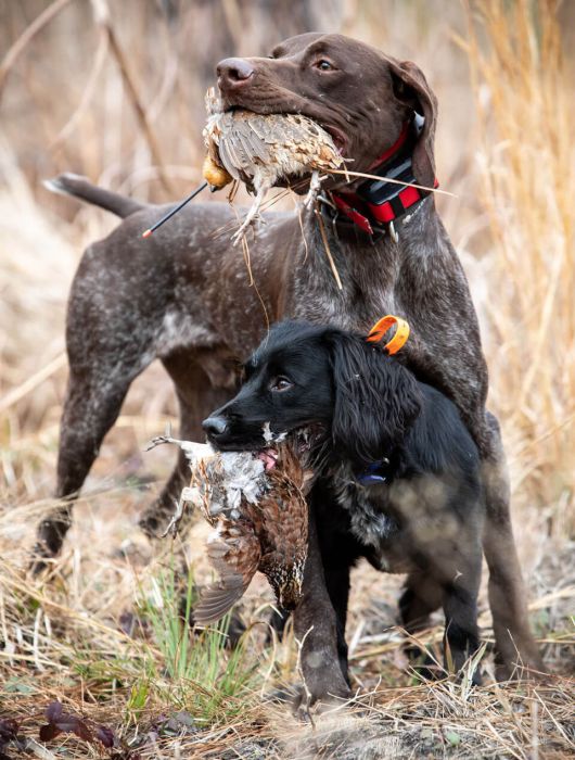 Dogs hunting quail